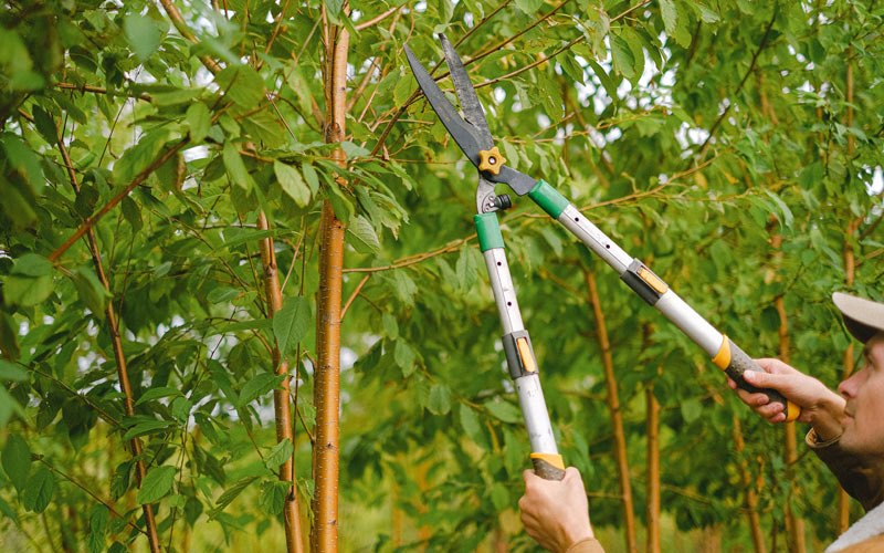 Tree trimming in Langley, OK
