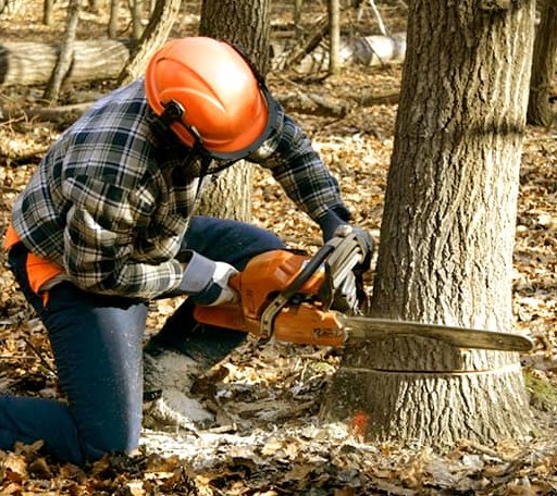Tree Removal in Langley, OK